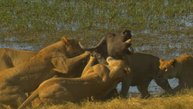 Big Cat Odyssey: Revealed screenshot 1
