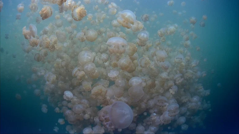 The Living Sea screenshot 3