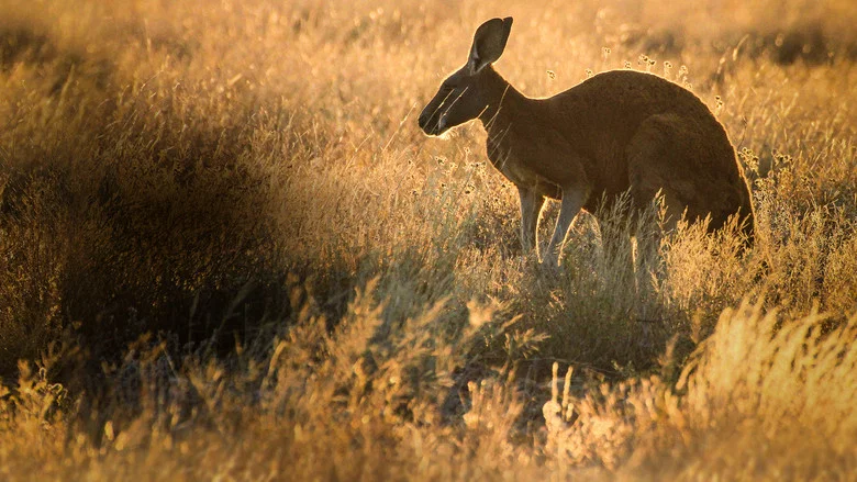 The Kangaroo King screenshot 3