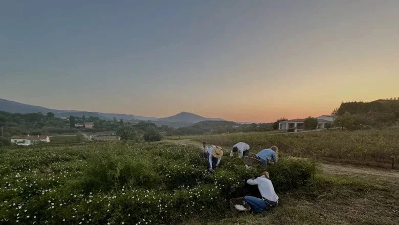 Fleurs à parfum, retour en Grasse screenshot 3