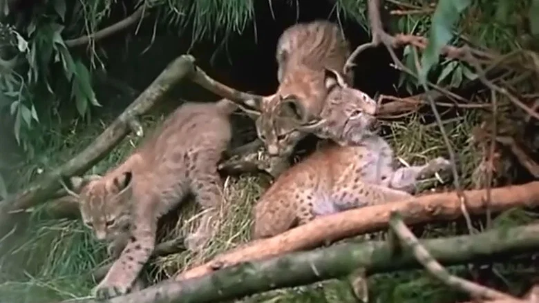 The Lynx Follows the Path screenshot 1
