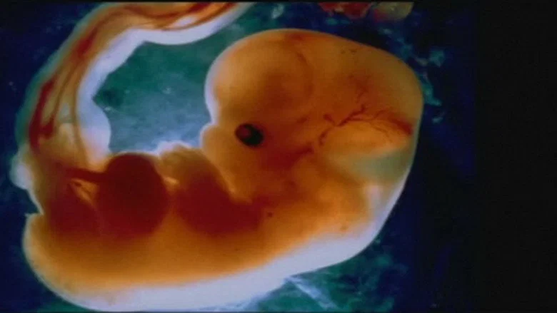 Odyssey of Life screenshot 1