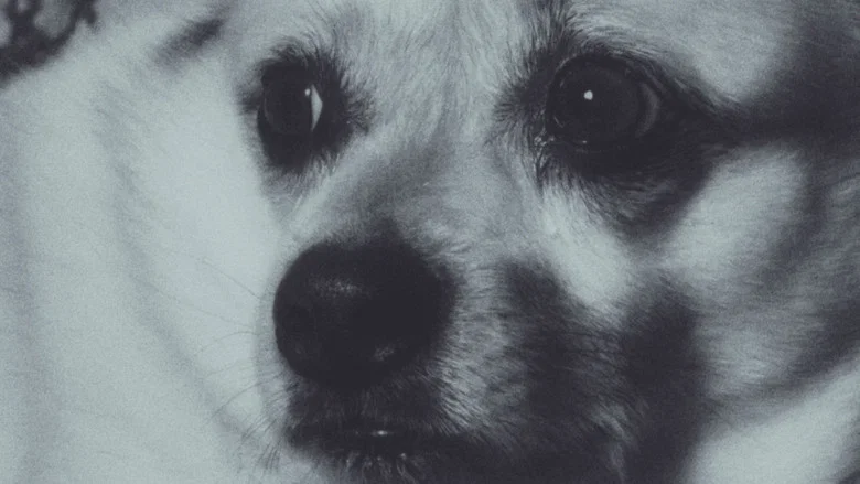 Adeline The Dog! screenshot 1