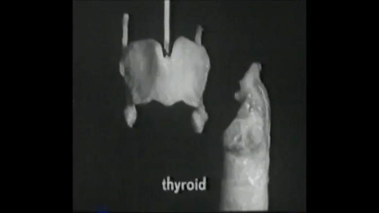 Voice Production: The Vibrating Larynx screenshot 1