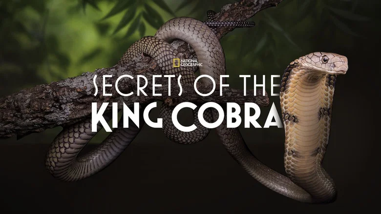 Secrets of the King Cobra screenshot 3