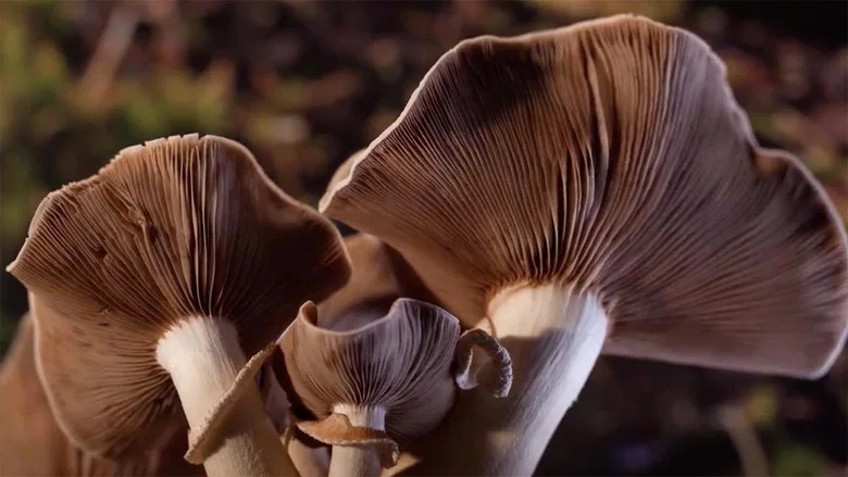 Fantastic Fungi screenshot 2