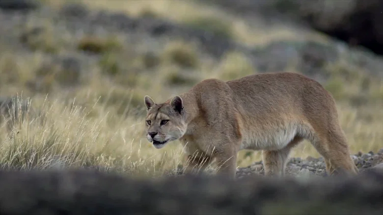 Cougar: On the Trail of the Ghost Cat screenshot 3