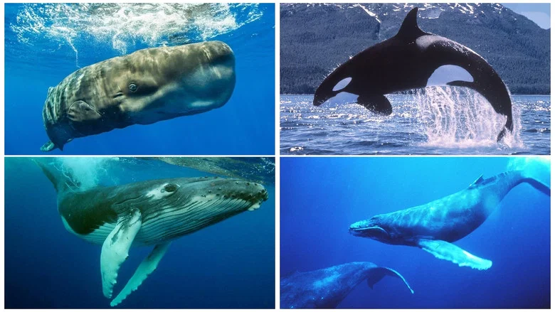 Whales: An Unforgettable Journey screenshot 2