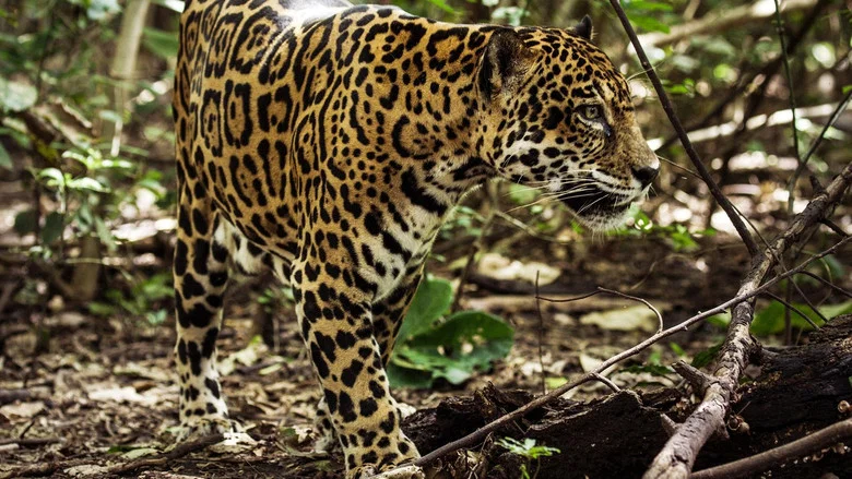 Jaguar Beach screenshot 1
