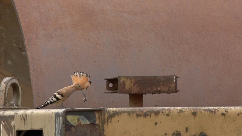 Forbidden Zone - Wildlife on the Battlefield screenshot 1