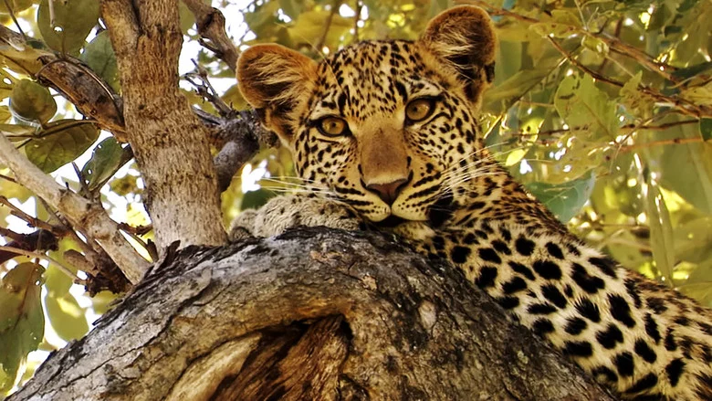 Eye of the Leopard screenshot 3