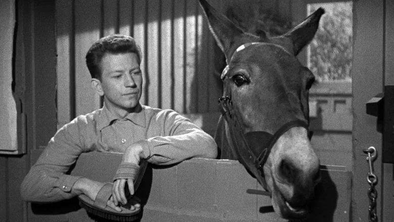 Francis Goes to the Races screenshot 6