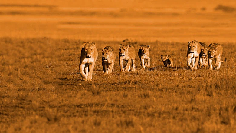 African Cats screenshot 6