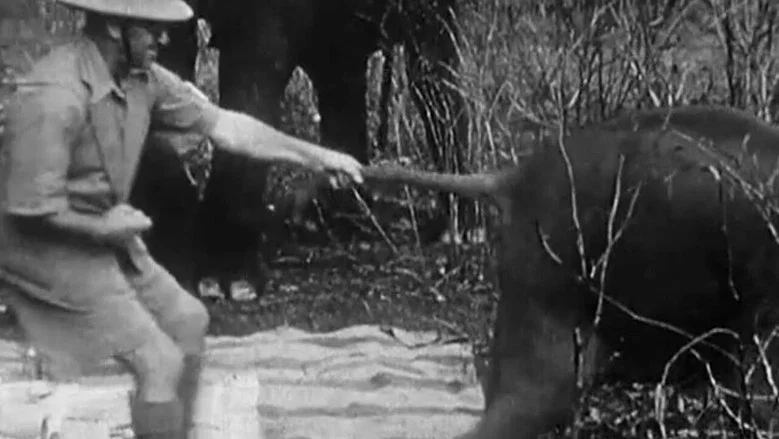 Indian Elephants in the Service of Man screenshot 1