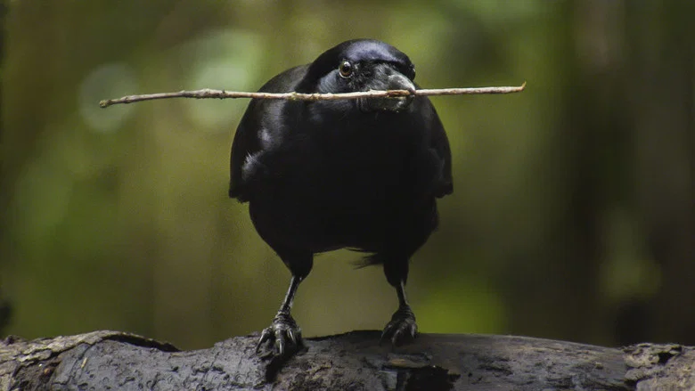 Beak & Brain - Genius Birds from Down Under screenshot 1