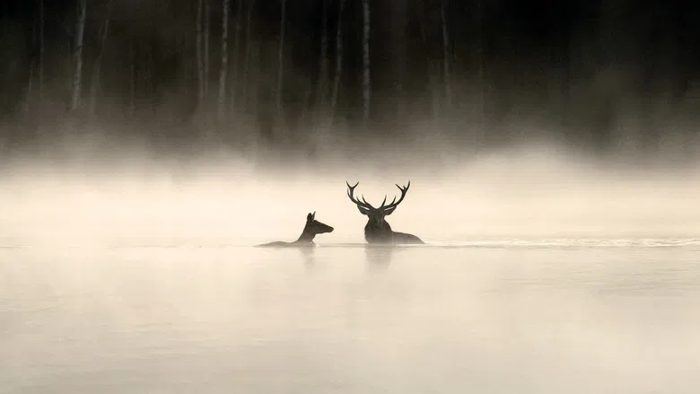 Whispers in the Woods screenshot 1