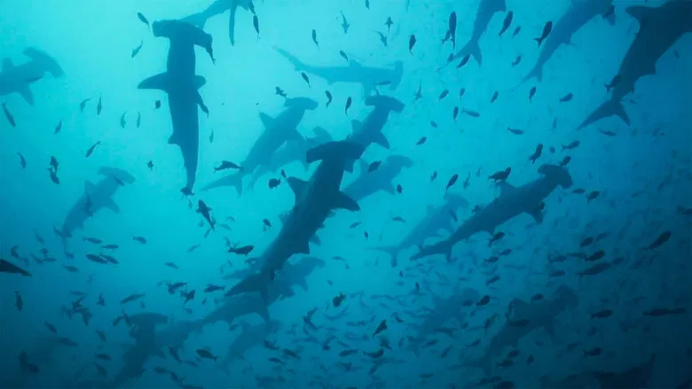 Migrations: The Big Swim screenshot 1