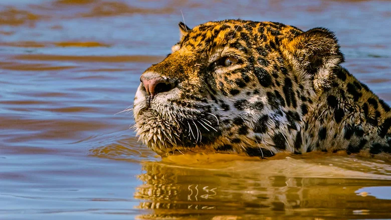 Jaguar vs. Croc screenshot 5