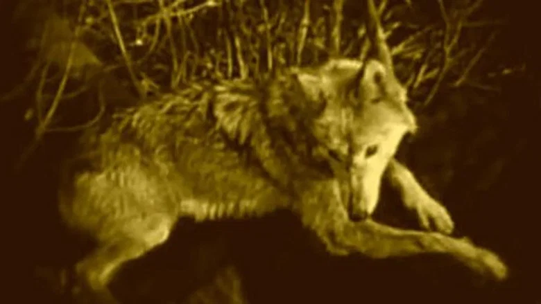 Wolf Blood screenshot 2