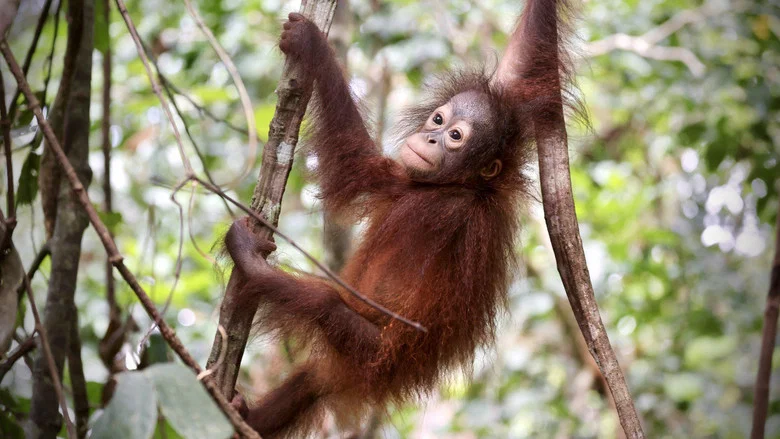 Orang Utans - Keepers of the Jungle screenshot 5