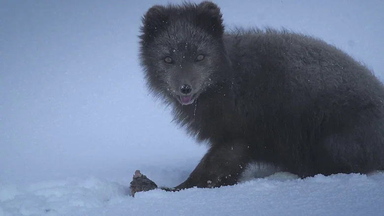 The Arctic Fox: Still Surviving screenshot 1