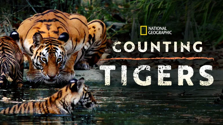 Counting Tigers screenshot 4