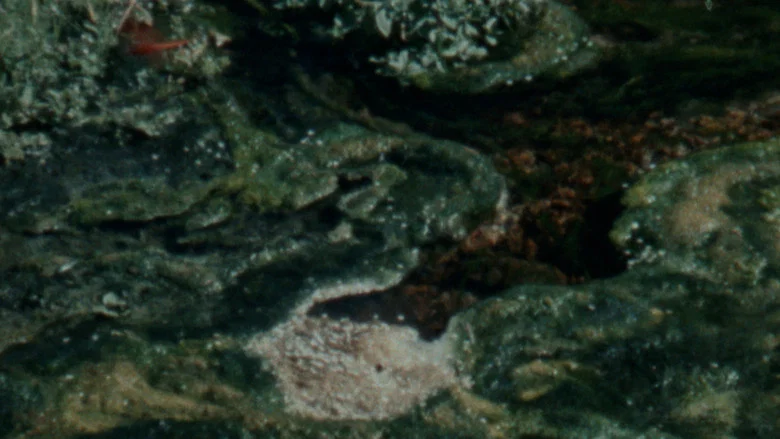 Damp Moss screenshot 1