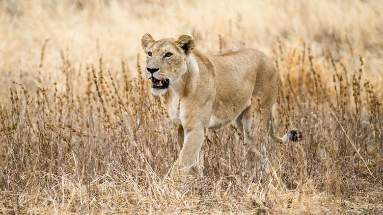 The Last Lions screenshot 2