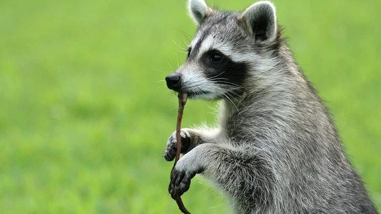 Raccoon: Backyard Bandit screenshot 1