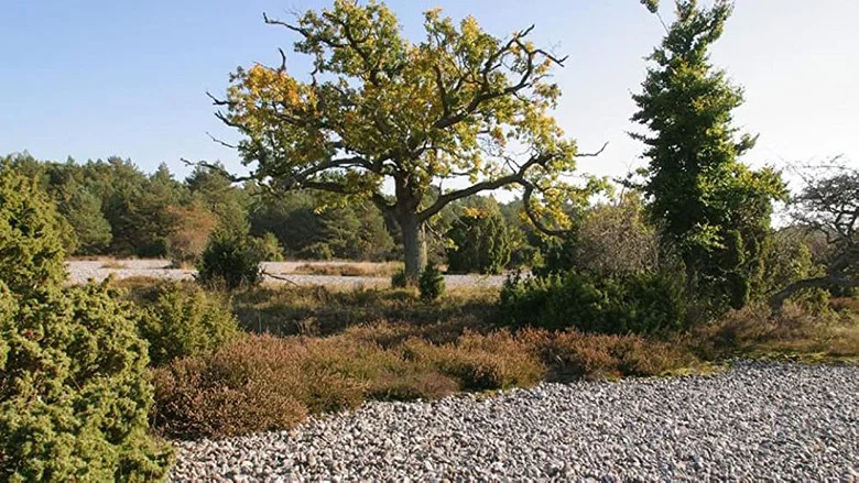 Ostseeparadies Rügen screenshot 4