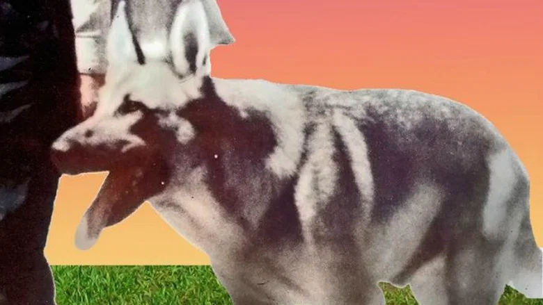My Dog Shep screenshot 1
