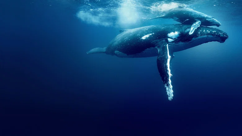 Ocean with David Attenborough screenshot 3