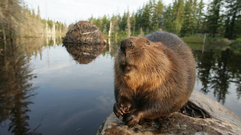White Tuft, the Little Beaver screenshot 1