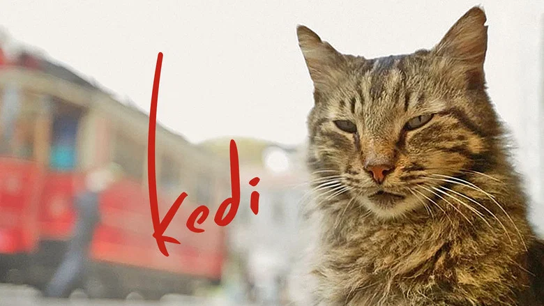 Kedi screenshot 5