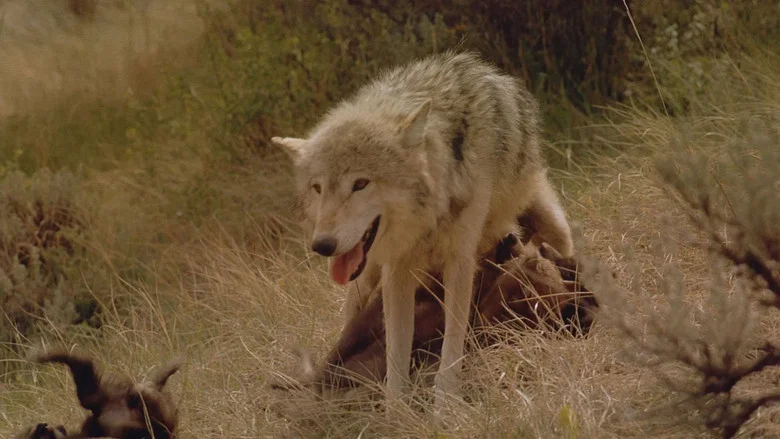 Wolves screenshot 1