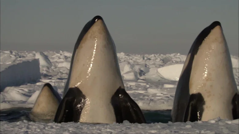 Killer Whales - The Ultimate Guide screenshot 2