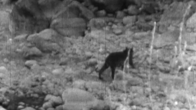Wandering Tigers in North India screenshot 1