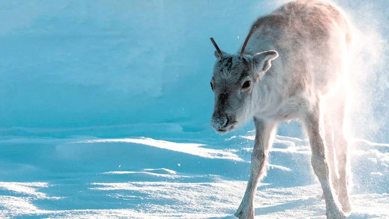 A Reindeer's Journey screenshot 3