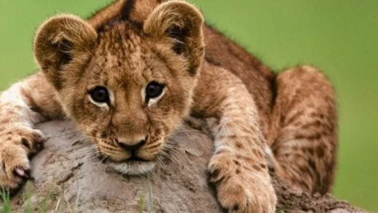 The Last Lions screenshot 8