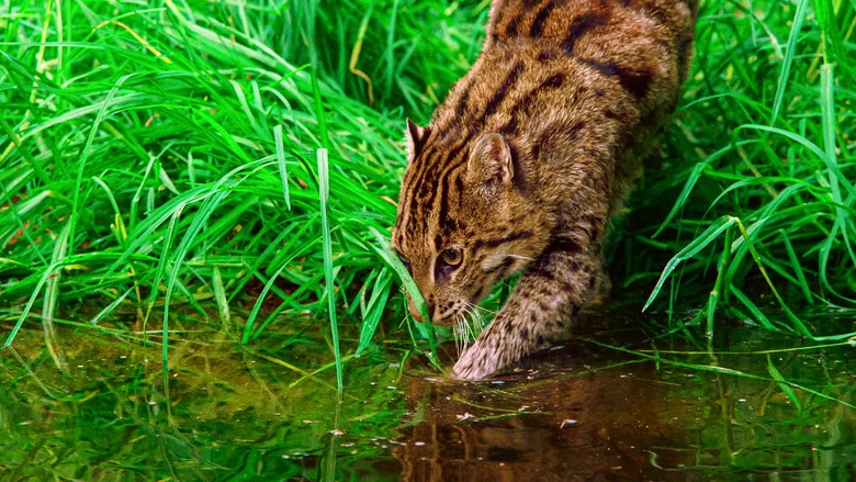 Thailand's Wild Cats screenshot 2