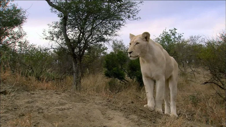 The White Lions screenshot 1
