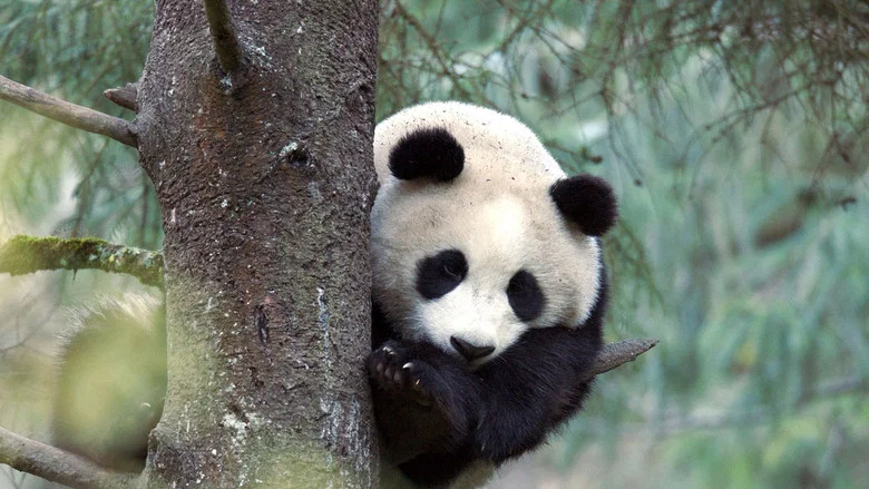 The Giant Panda screenshot 1