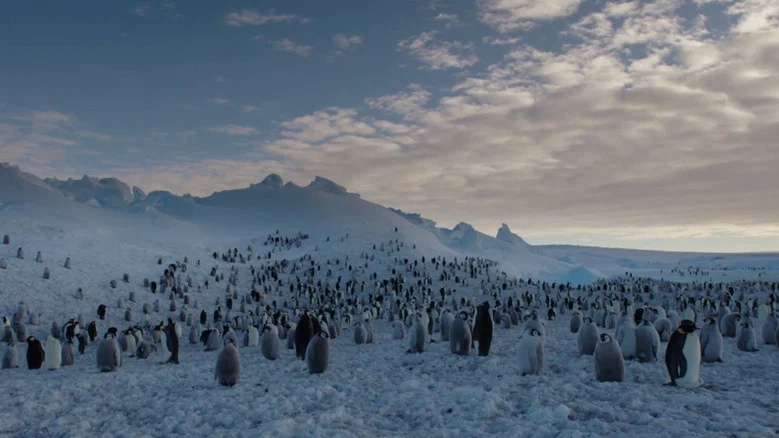 Les Secrets des Animaux des Glaces screenshot 1