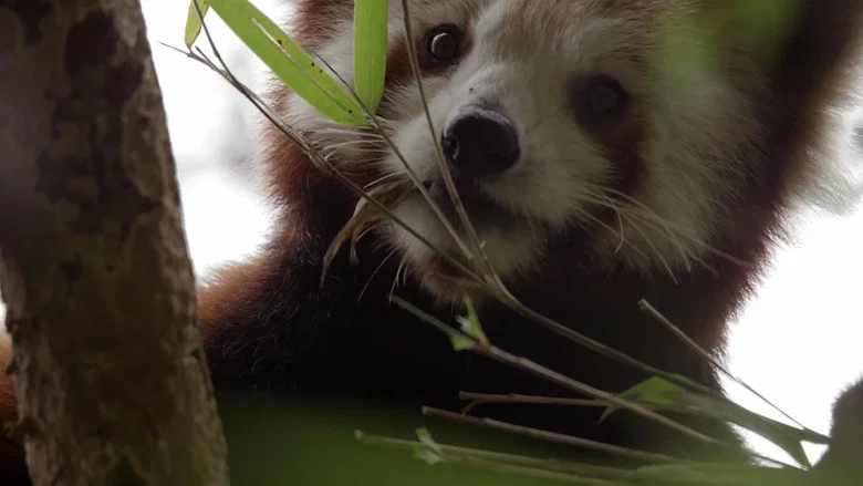 Red Panda: World's Cutest Animal screenshot 5
