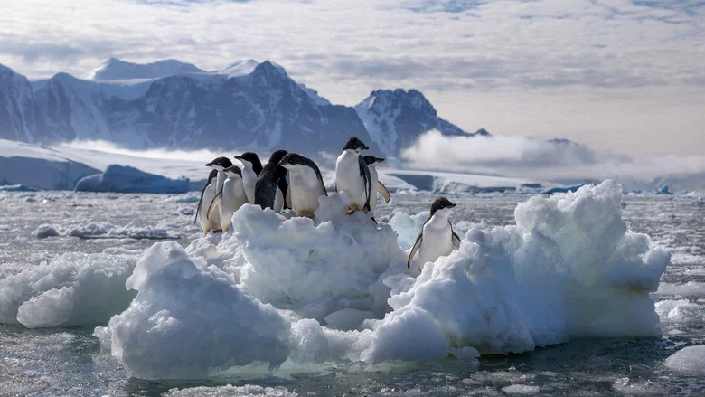 Penguins screenshot 8