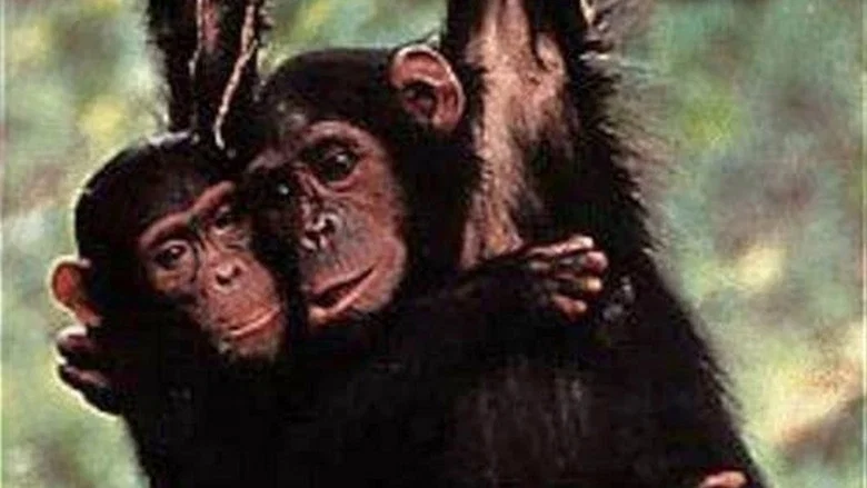 Among the Wild Chimpanzees screenshot 1