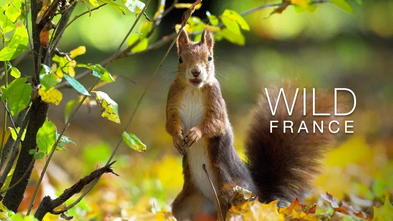 Wild France screenshot 4