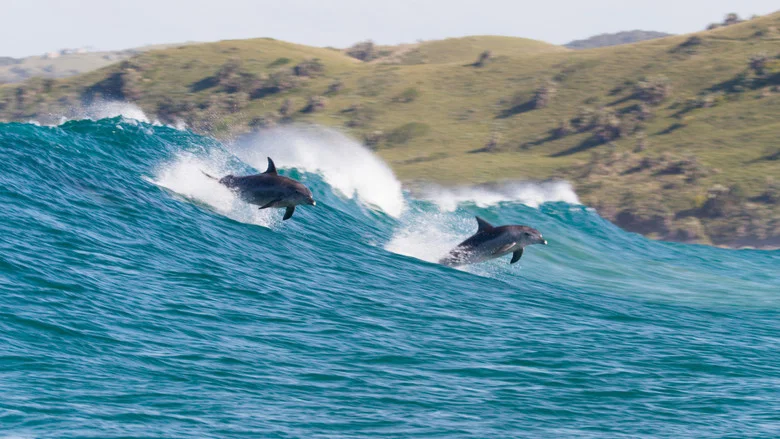 Dolphin Reef screenshot 5