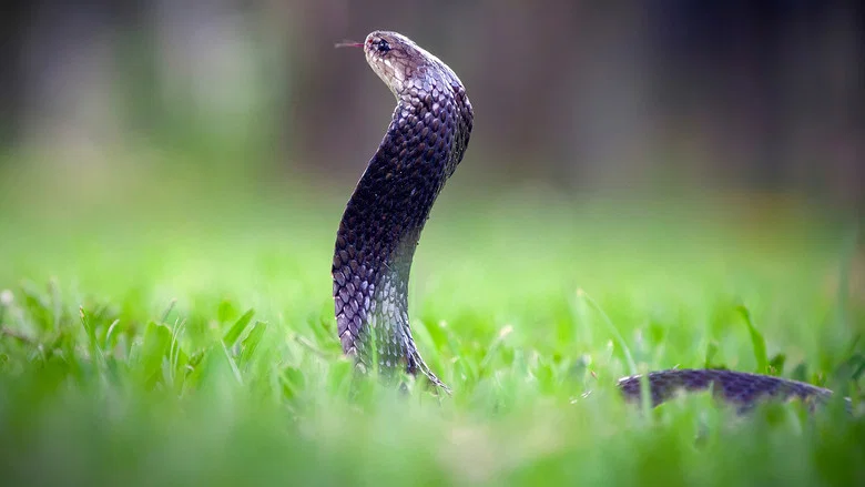 Secrets of the King Cobra screenshot 5