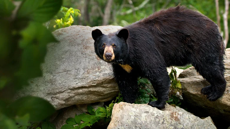 Smoky Mountain Park Rangers screenshot 5